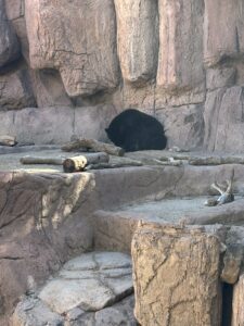Sleeping black bear curled up on rocky ledge