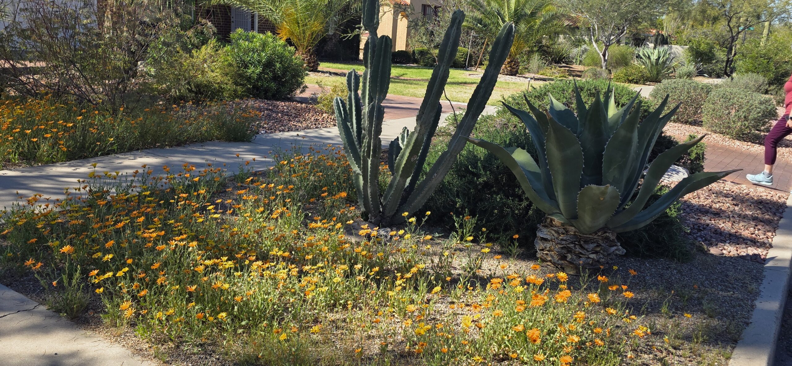 Desert garden with cactus, agave, orange wildflowers