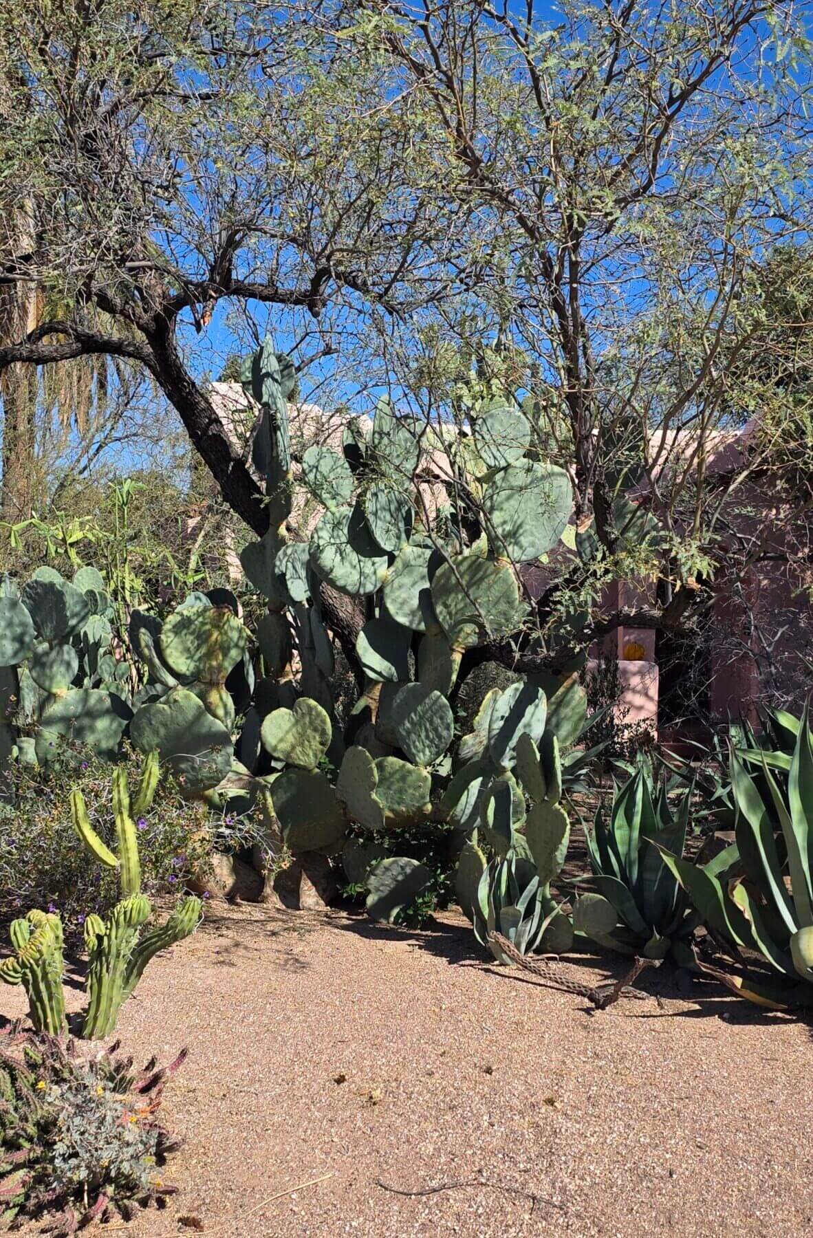 Desert garden with large prickly pear cactus