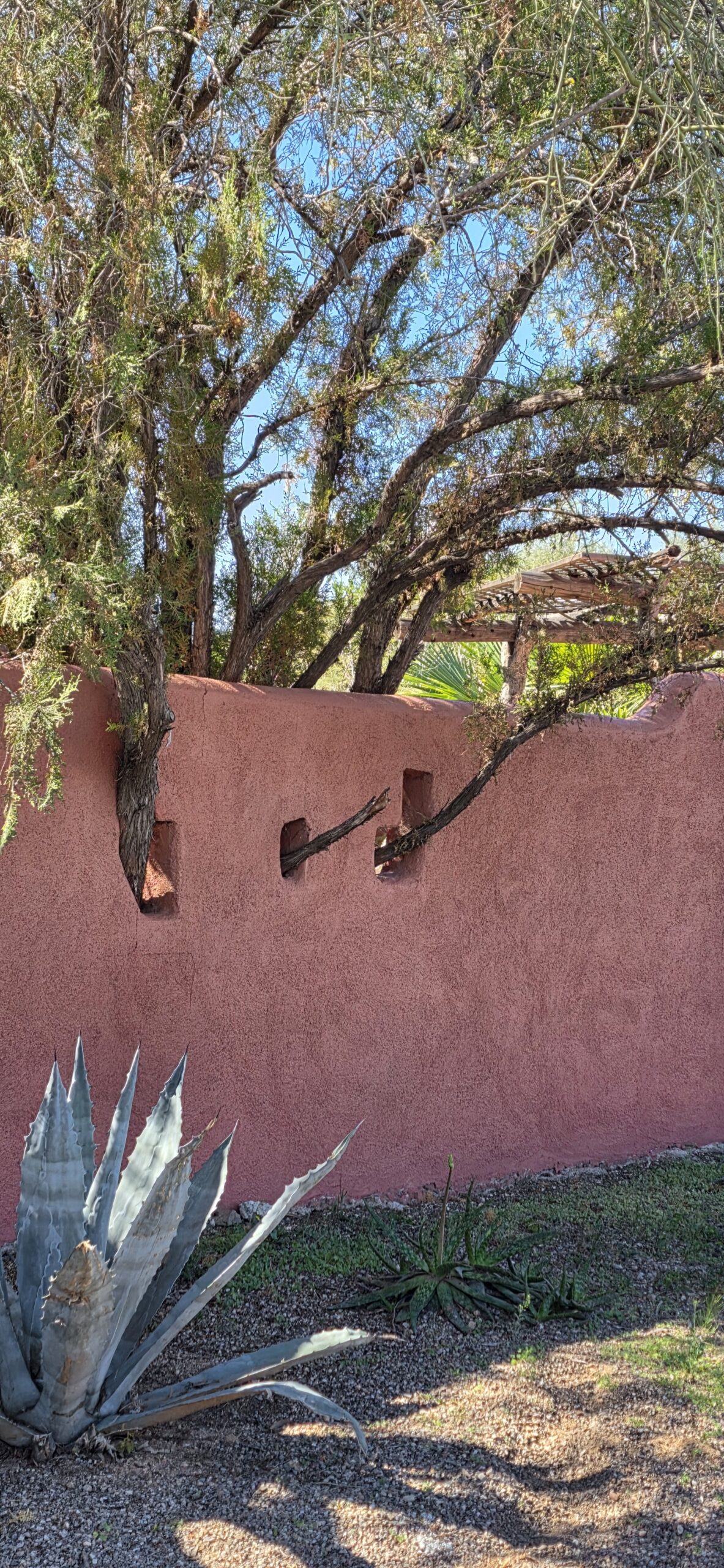 Agave and tree over pink adobe wall