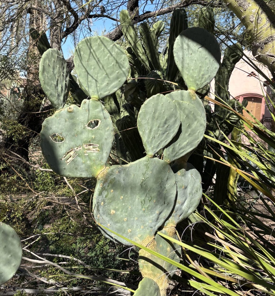 Prickly pear cactus pads in sunlit garden