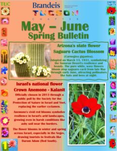 Brandeis Tucson May–June bulletin: saguaro, anemone